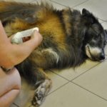 Seminář první pomoci pro psy I. v Ostravě - celodenní